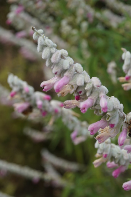 Salvia leucantha (pink) (3)
