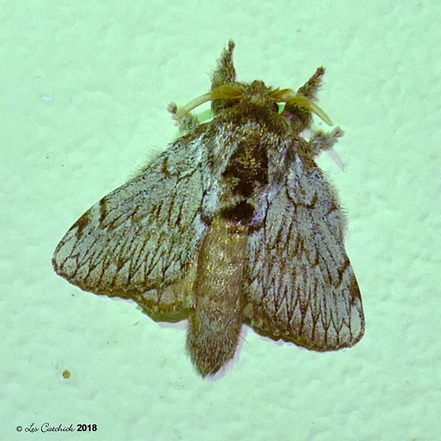 nocturnal moth (awaiting ID)