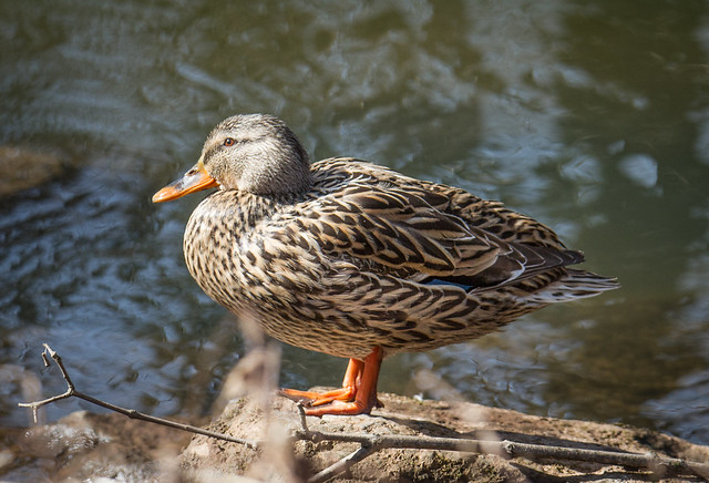 Adult f. Mallard duck - 03.28.19