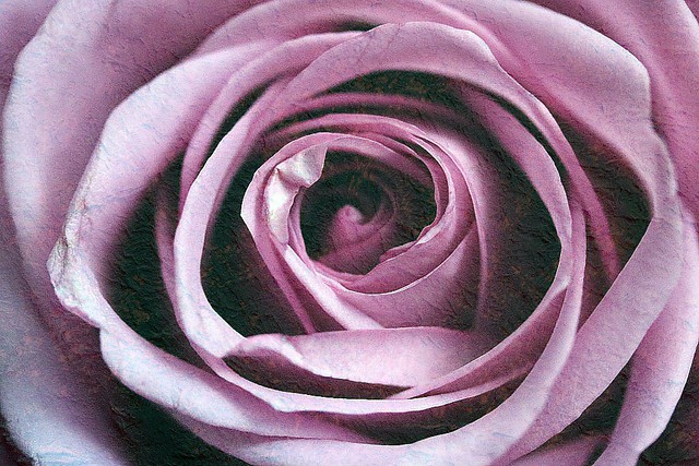 Mauve Rose Extreme Close-Up Paper Textured 001