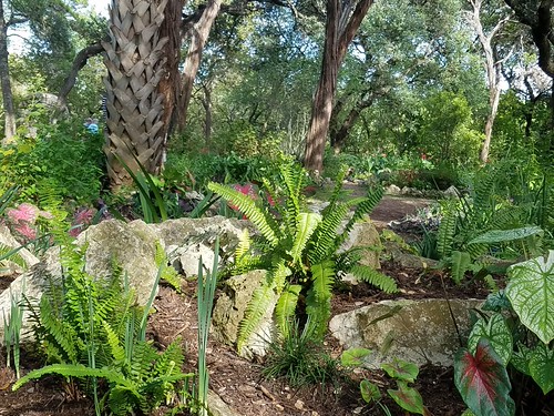 plants