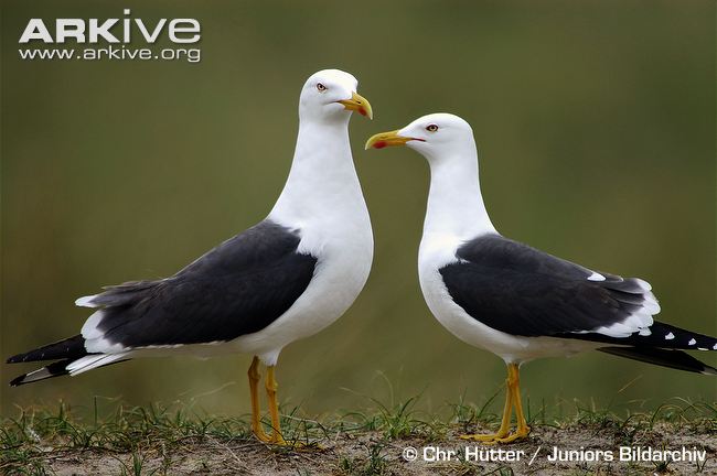 ARKive image GES094379 - Lesser black-backed gull