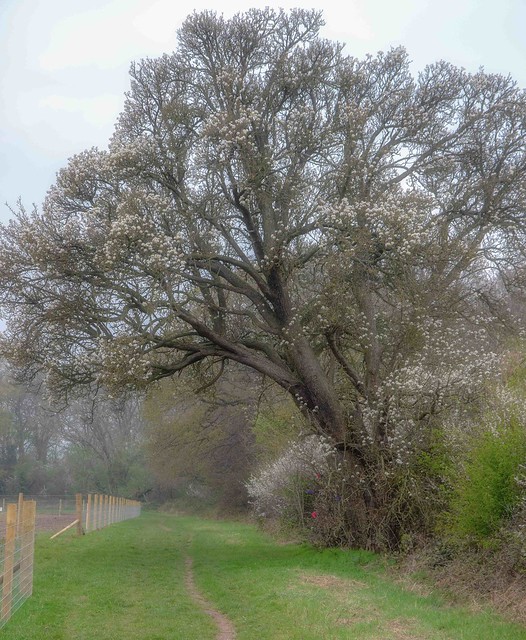 The last blossom season for the Cubbington Pear Tree - Number 2