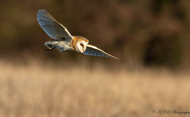 Barn owl (Flight)