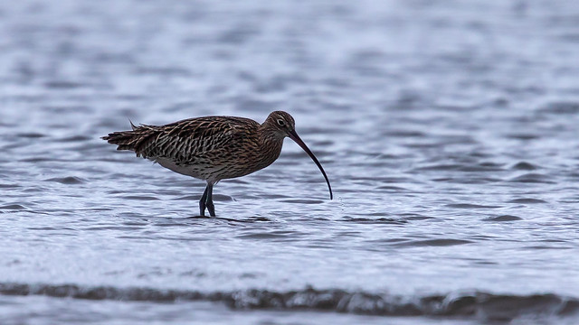 Großer Brachvogel (Eurasian Curlew)