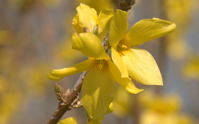 Golden Bells, Forsythia - Forsizia (Forsythia viridissima)