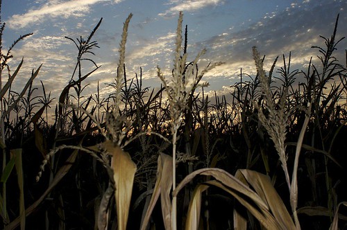 plants corn stalks