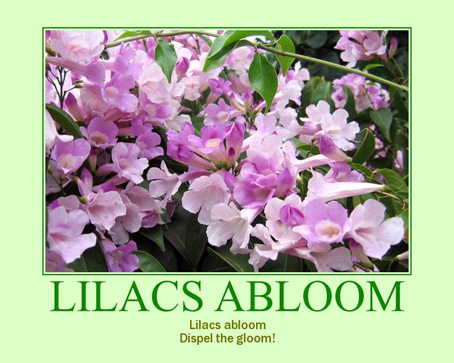 Lilacs Abloom