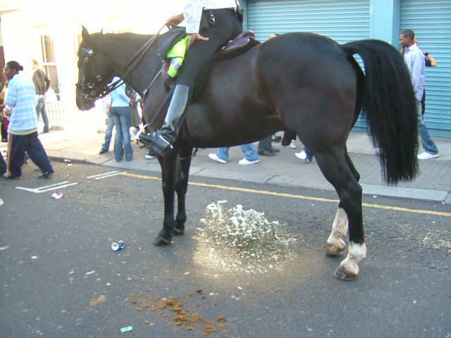 Pissing horse Horse peeing