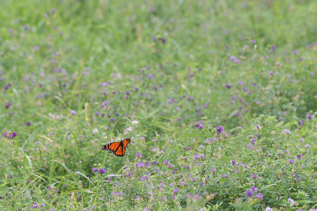 Butterfly & Alfalfa 6