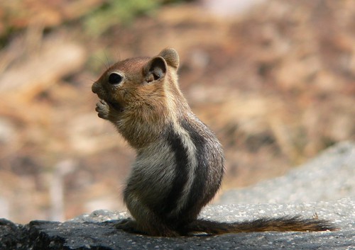 squirrel_p1130634 | by dmonniaux