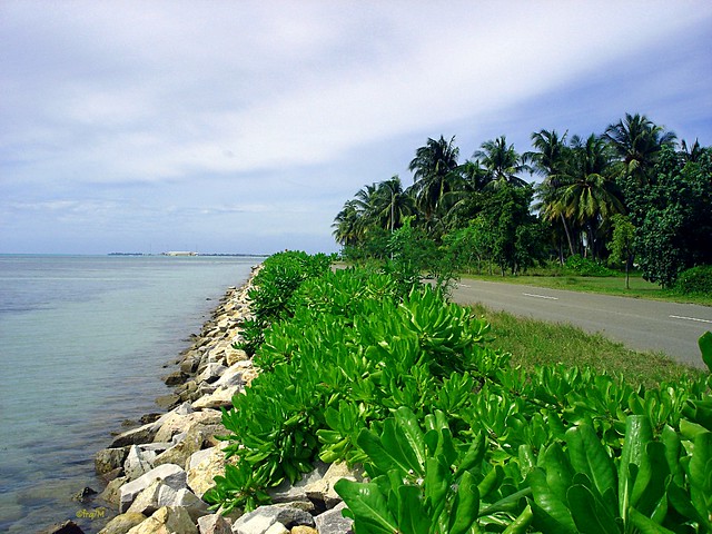 The stone seashore with green vegetation