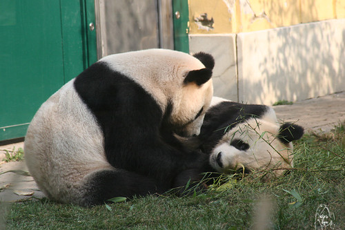 zoo animals: panda