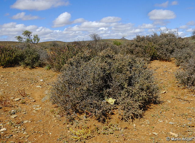 Orbea ciliata flowering in habitat