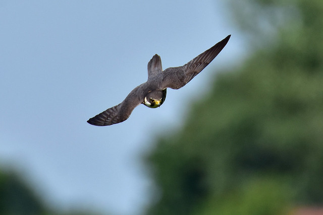 Baumfalke Eurasian hobby Falco subbuteo