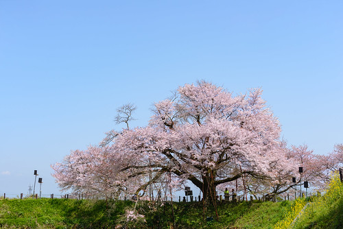 nikon d610 sigma sigma50mmf14exdghsm 桜 cherryblossoms fukuoka kurume 福岡県 久留米市