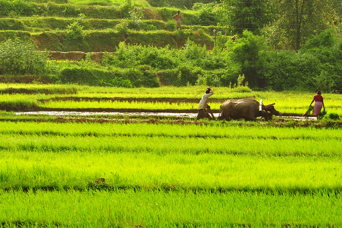 kankavli maharashtra india in kokanfarms kokanfields ricefieldskokan