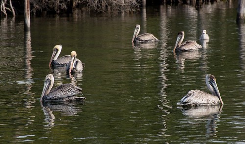roadtrip unitedstates usa northcarolina pelicans birds bird us12