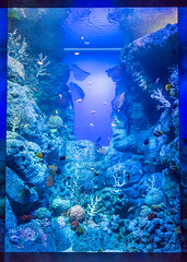 Photo 4 of 25 in the Day 8 - S.E.A Aquarium & Sentosa gallery