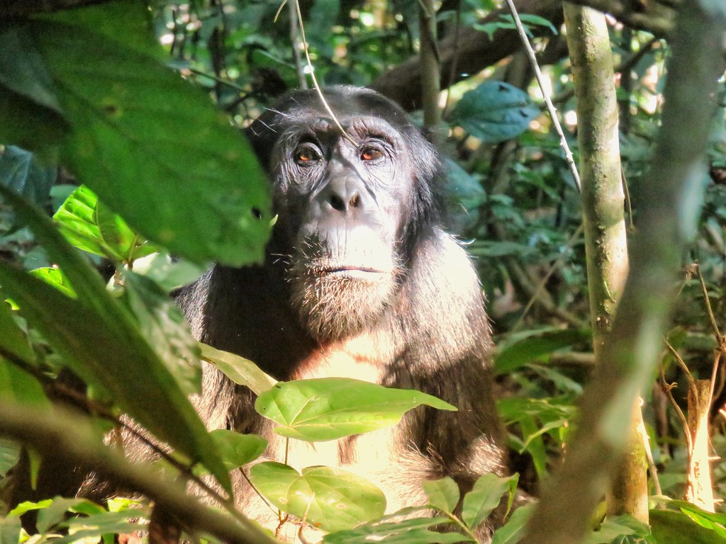 Chimp, Kaniyo Pabidi, Budongo Forest, Uganda