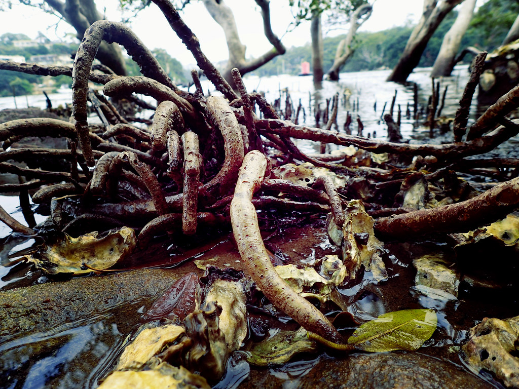 Mangrove root tangle