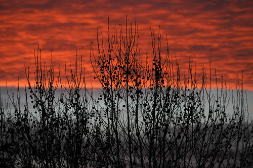sunrise aube dawn morning matin hiver winter silhouette tree arbre orange blue sky clouds leverdesoleil