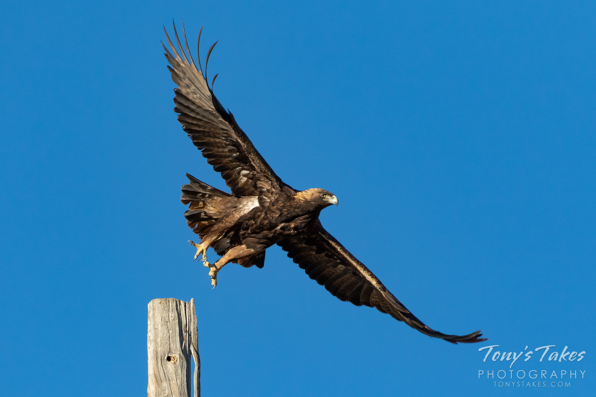 A golden eagle takes flight in Boulder County, Colorado. (© Tony’s Takes)