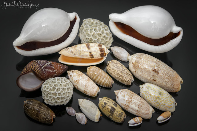 Worldwide seashells