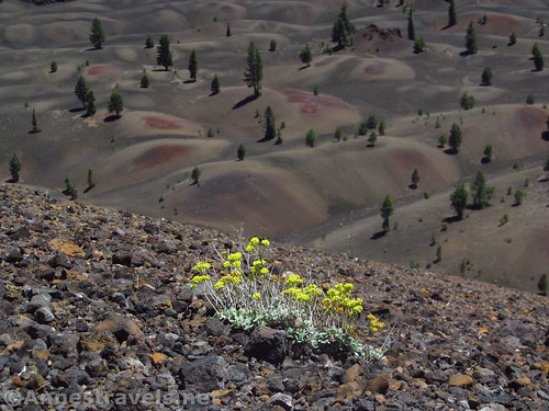 Wildflowers above the Painted Dunes from the Cinder Cone in Lassen Volcanic National Park, California