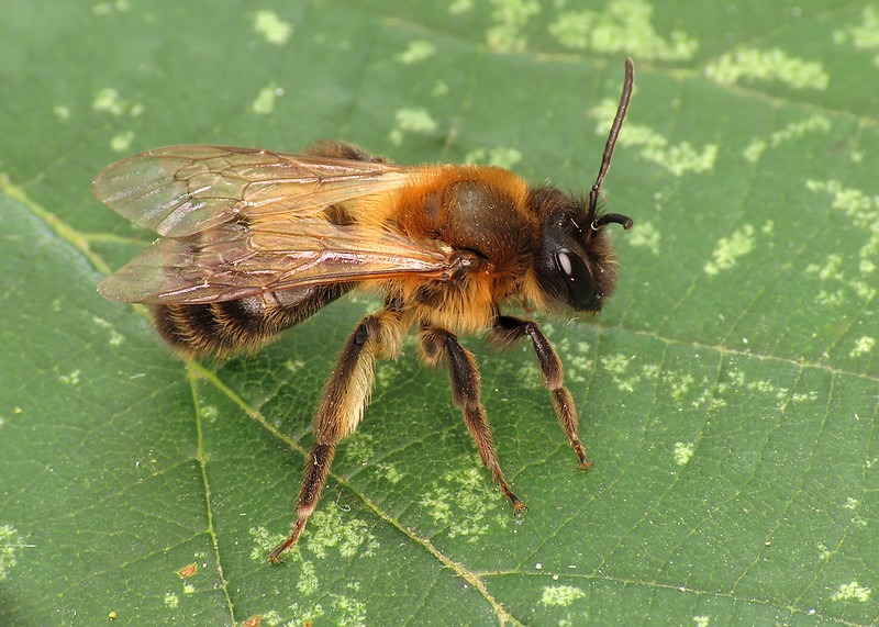 Chocolate Mining Bee - Andrena scotica [A]