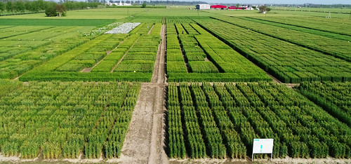 intensification productivity produce wheat ladhowal punjab ariel view cimmyt agriculture farming india asia south pusa farm field plot site farmer producer person man indian asian collaboration partnership maize corn crop plant borlaug institute for bisa
