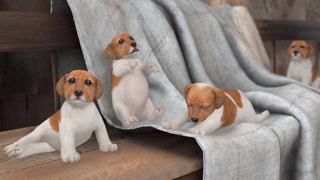 VIDEO Chubby Puppies by Mutresse