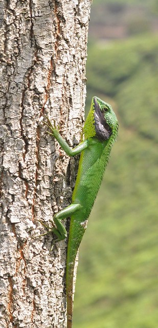 Common Green Forest Lizard - Sri Lanka