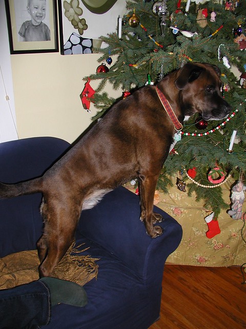 Mortimer Boxer lab mixed breed dog at Christmas 2004