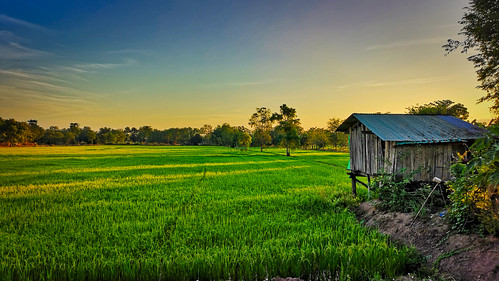 thailand sukhothai field rice hut shed sky green sunset trees light beautiful