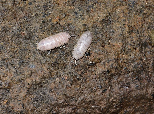 lavatubes cave mtelgonnationalpark insects albinopillbug kenya