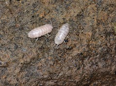 Cave pillbugs