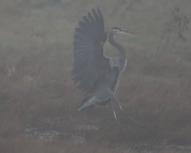 Great Blue Heron in the fog © Click to view large
