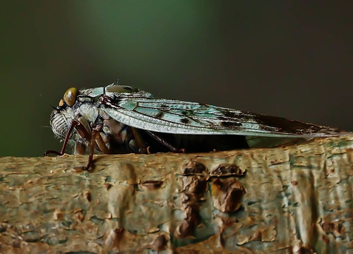 Unknown Madagascar Cicada | by Susan Roehl