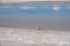 The Stone Lagoon (Laguna Piedra), the Salar de Atacama, the Atacama Desert, San Pedro de Atacama, Chile.
