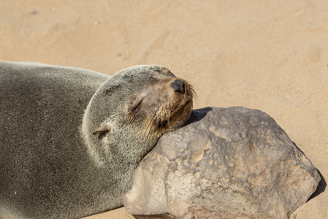 Südafrikanischer Seebär - Cape Fur Seal
