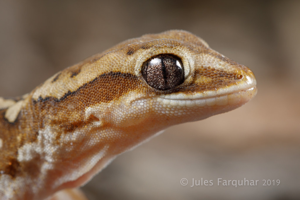 Box Stone Gecko Ranges Stone Gecko (Diplodactylus furcosus) | Upper Eyre Pen… | Flickr