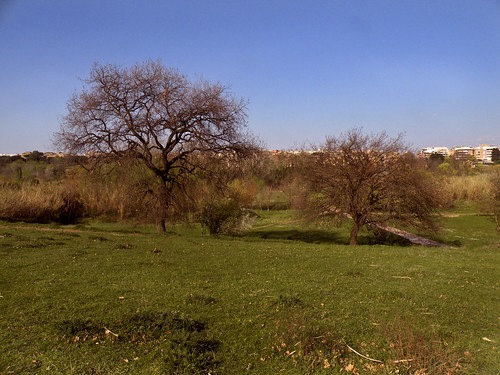 Alberi | by Claudio Frizzoni