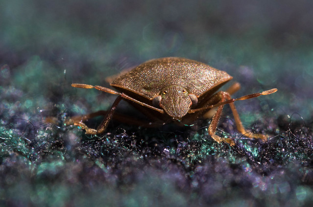 Stink bug - Pentatomidae