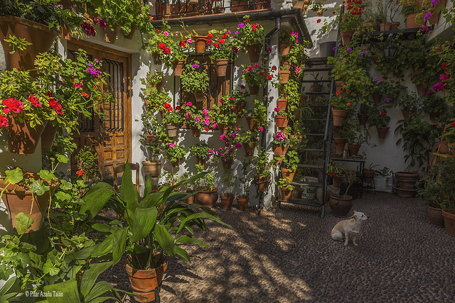 Cordovan courtyard - Patio cordobés