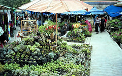 2000 #308-34 Sumatra Brastagi market