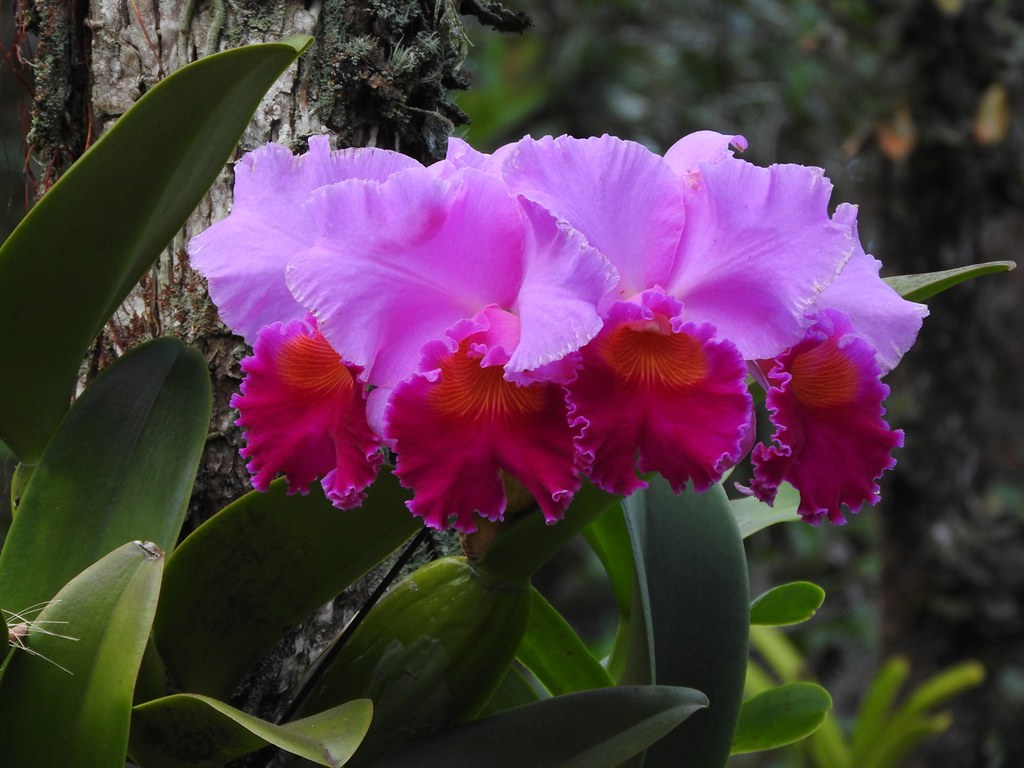 30 Lc Bonanza Queen Hilo Orchid Society Flickr