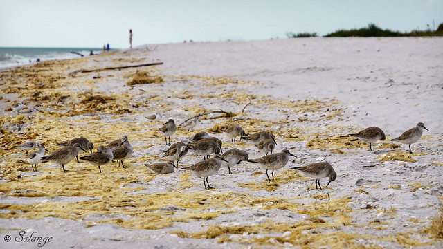 Group of Baird's Sandpiper