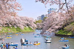Imperial palace sakura