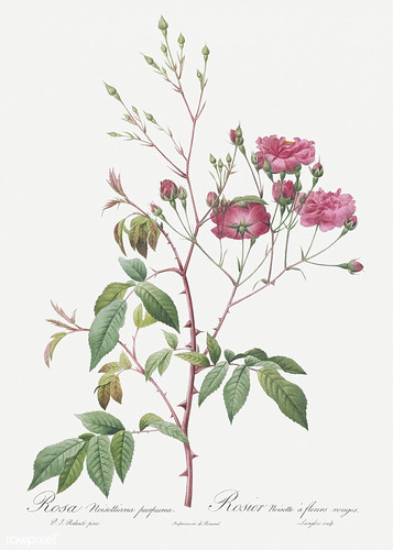 Pitoraize Rouses Les Roses by Pierre-Joseph Redouté | Flickr